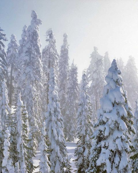 USA, Oregon, Mt Ashland Fresh snow on evergreens